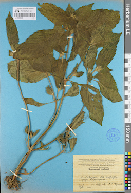 LE 01099545