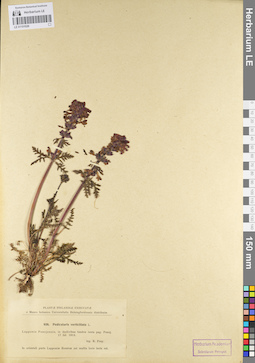 LE 01101026