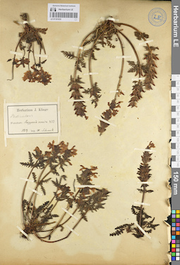 LE 01101035
