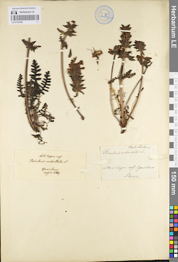 LE 01101036