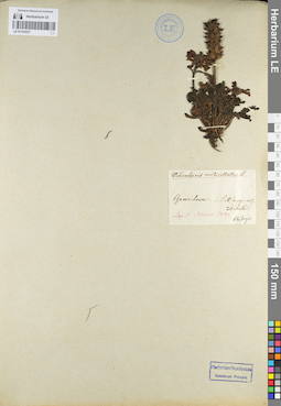 LE 01101037