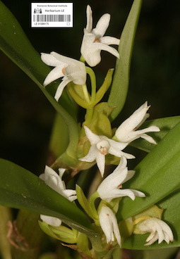 LE 01089175