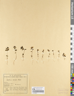 LE 01086431