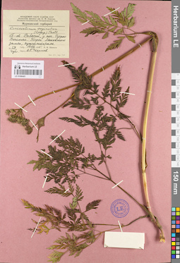 LE 01096481