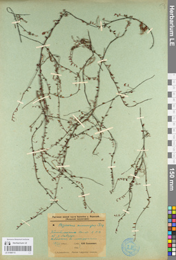 LE 01098115