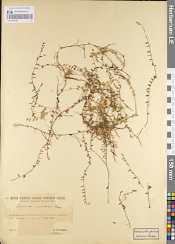 LE 01098126