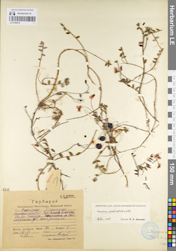 LE 01098278