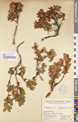 LE 01098299