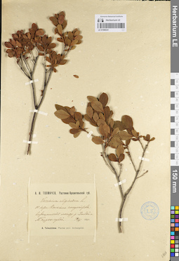 LE 01098341