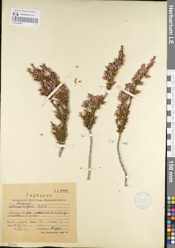 LE 01098504
