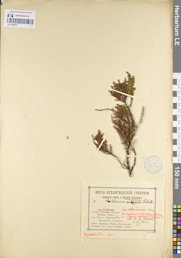 LE 01098517