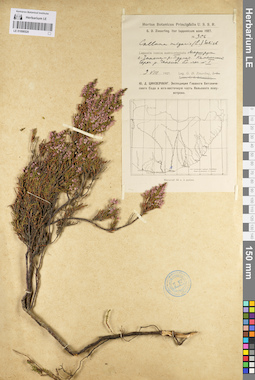 LE 01098520