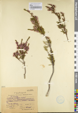 LE 01098526