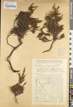 LE 01098528