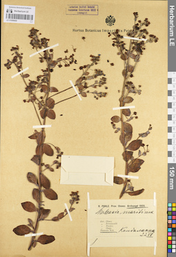LE 01099450
