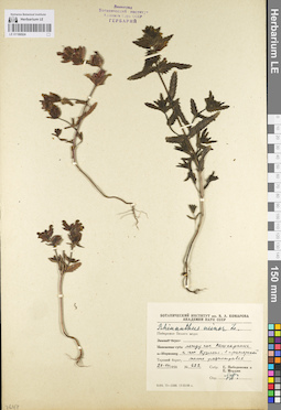 LE 01100524