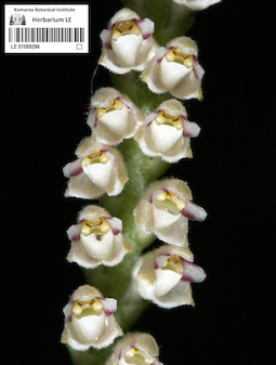 LE 01089296