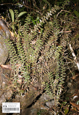 LE 01089439