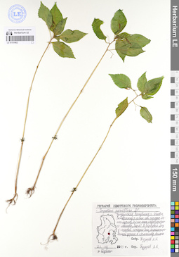 LE 01101962