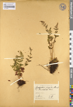 LE 01106035