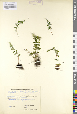 LE 01106038