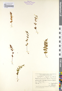 LE 01106041