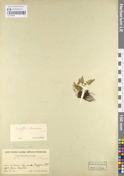 LE 01106052