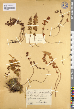 LE 01106053