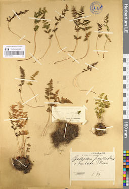 LE 01106055