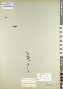 LE 01106056