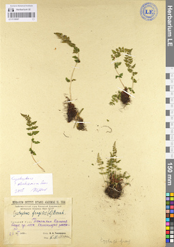 LE 01106067