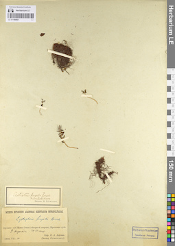 LE 01106068