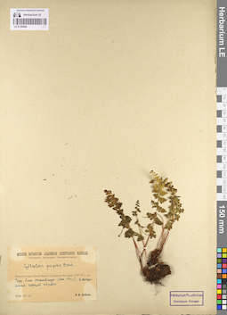 LE 01106069
