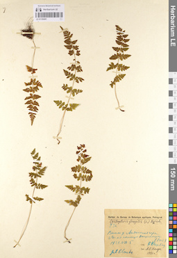 LE 01106491