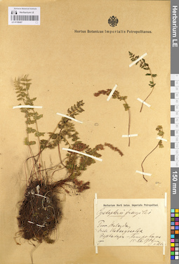 LE 01106497