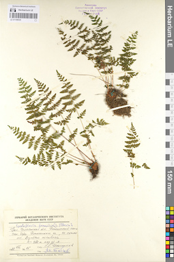 LE 01106535