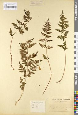 LE 01106570