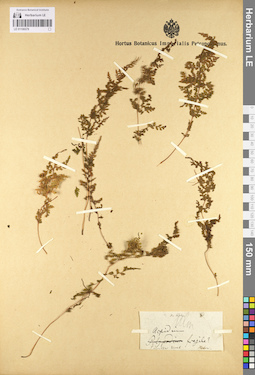 LE 01106579
