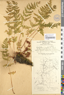 LE 01106580