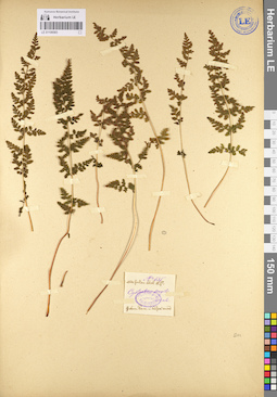LE 01106583