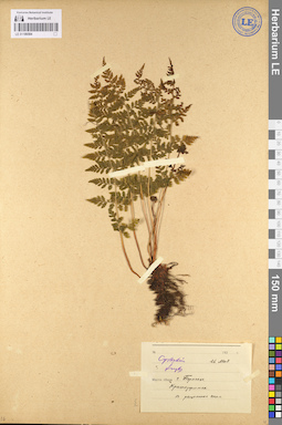 LE 01106584