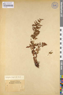 LE 01106594