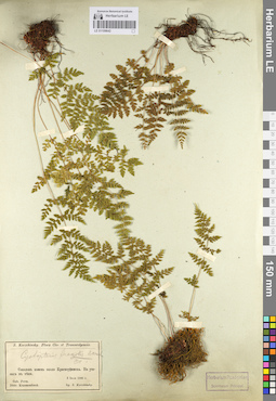 LE 01106642