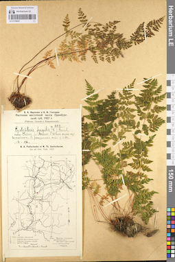 LE 01106647