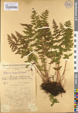 LE 01106649