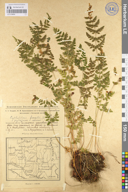 LE 01106654