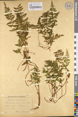 LE 01106655