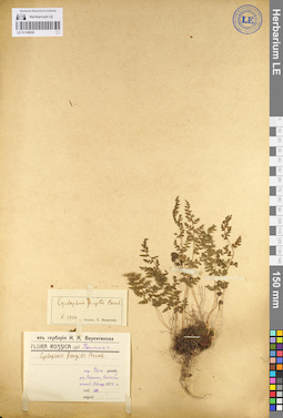 LE 01106658