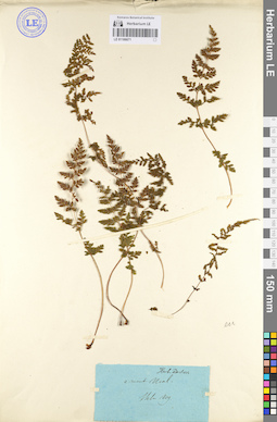 LE 01106671