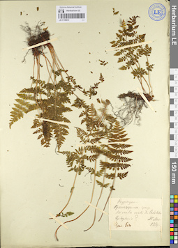 LE 01106672